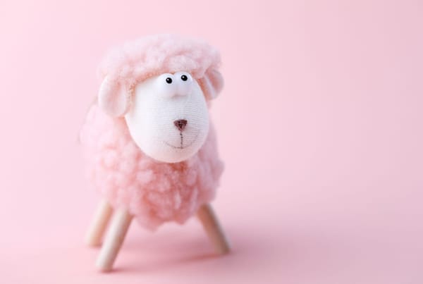 Little Lambs - St Swithun's