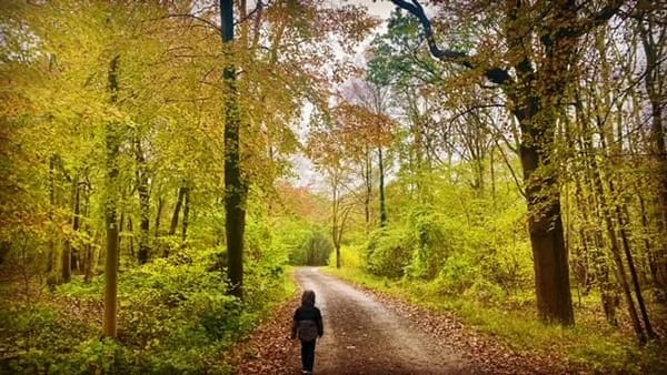 Wytham Woods