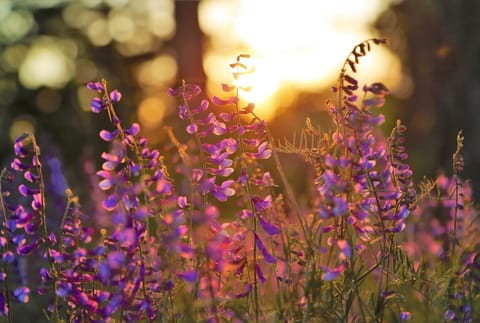 Flower Fields in Oxfordshire