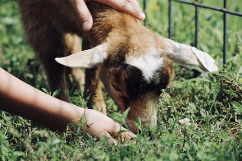 Cotswold Farm Park