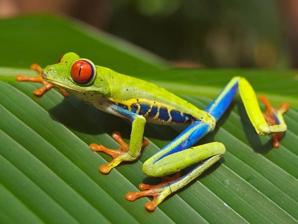 The Living Rainforest
