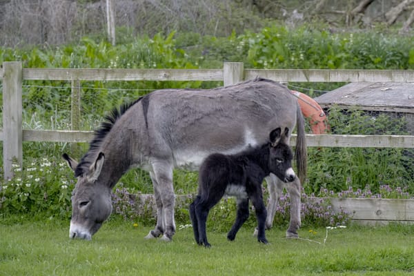 Island Farm Donkey Sanctuary